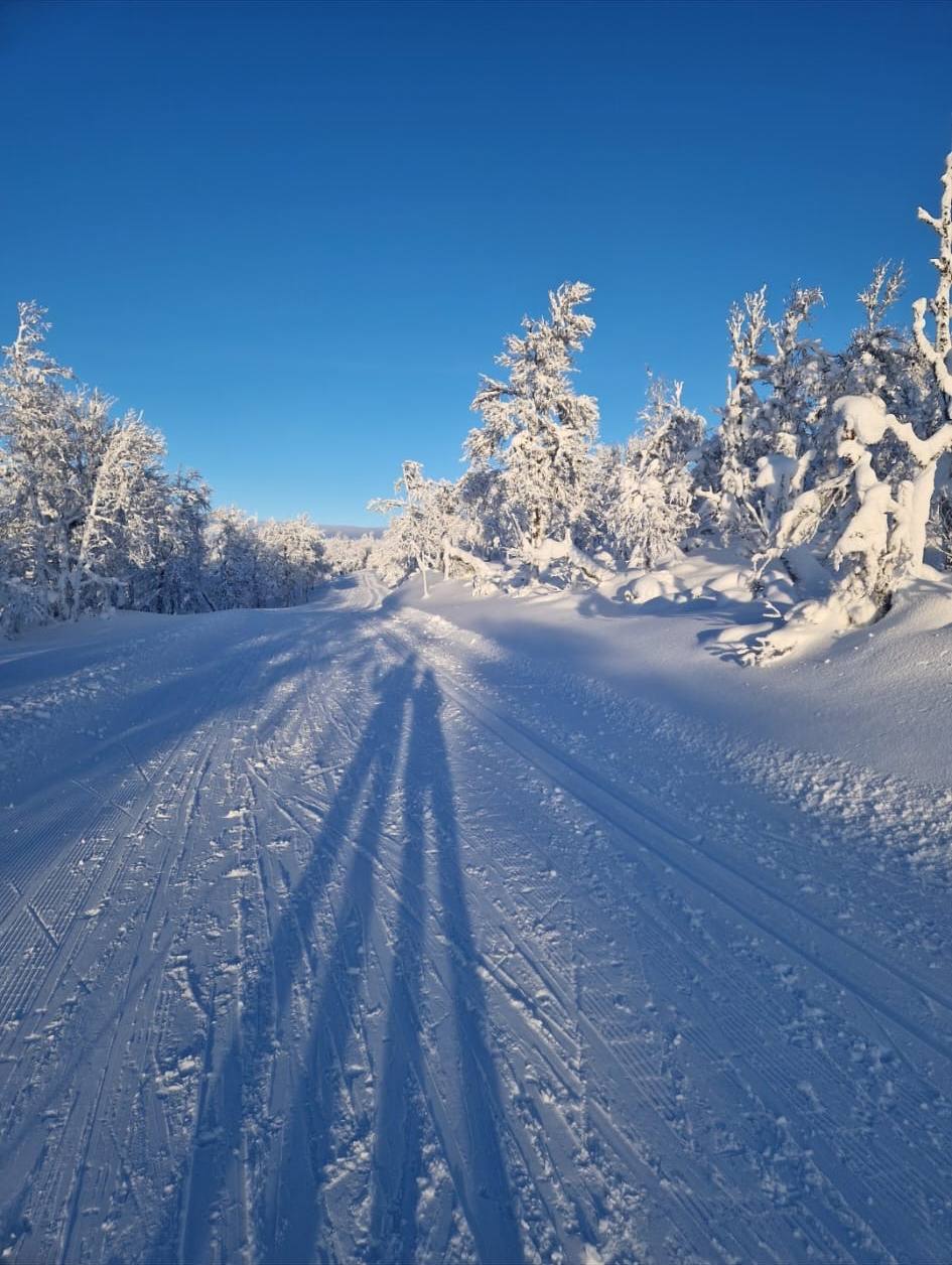 Preparerat längdspår genom snötäckt fjällskog.